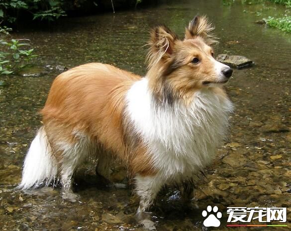 喜樂蒂牧羊犬看家能力 看家能力中等有辨識能力