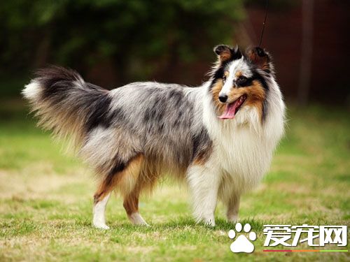 喜樂蒂牧羊犬介紹 喜樂蒂牧羊犬原產蘇格蘭