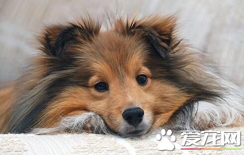 喜樂蒂牧羊犬介紹 喜樂蒂牧羊犬原產蘇格蘭