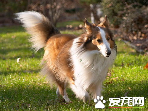 喜樂蒂牧羊犬毛發梳理 從左前腿的最低部開始