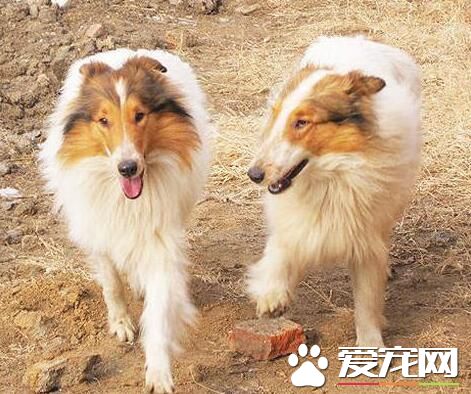 喜樂蒂牧羊犬好養麼 養護喜樂蒂的主人須知