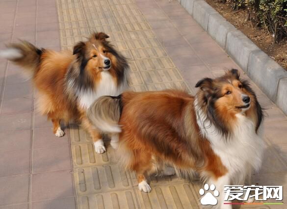 喜樂蒂牧羊犬毛發梳理 從左前腿的最低部開始