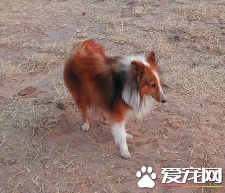 喜樂蒂牧羊犬毛發梳理 從左前腿的最低部開始