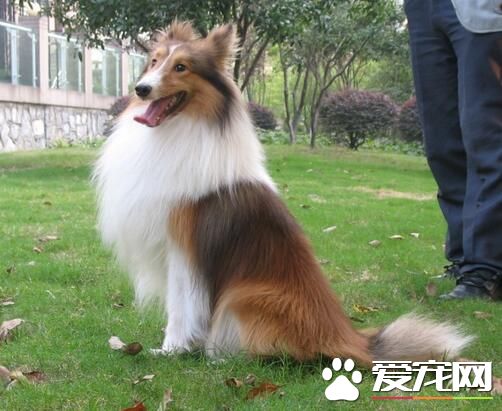 喜樂蒂牧羊犬難養不 是比較好養的一種犬種
