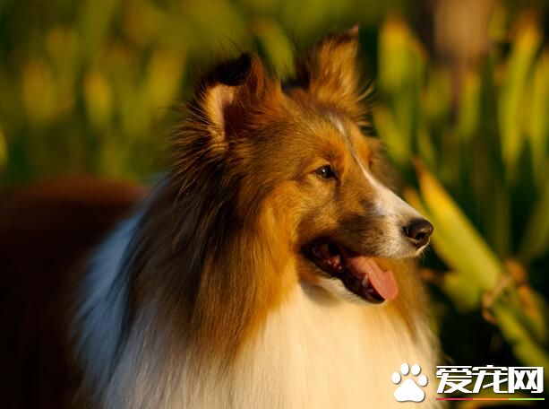 喜樂蒂牧羊犬難養不 是比較好養的一種犬種