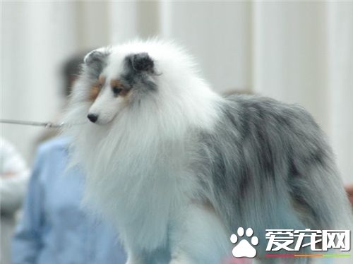 喜樂蒂牧羊犬能長多大 肩高約為13到16英寸