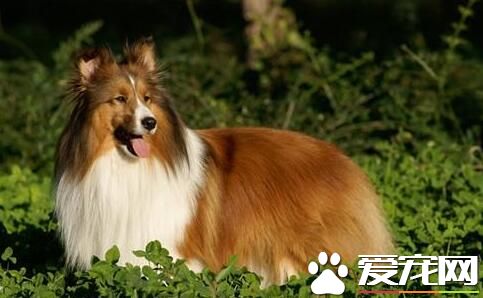 喜樂蒂牧羊犬配種 喜樂蒂牧羊犬犬種