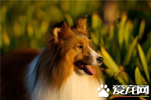 喜樂蒂牧羊犬配種 喜樂蒂牧羊犬犬種