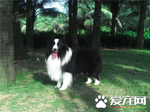 喜樂蒂牧羊犬缺點 不太喜歡改變生活習性