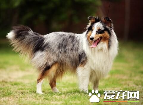 喜樂蒂牧羊犬缺點 不太喜歡改變生活習性