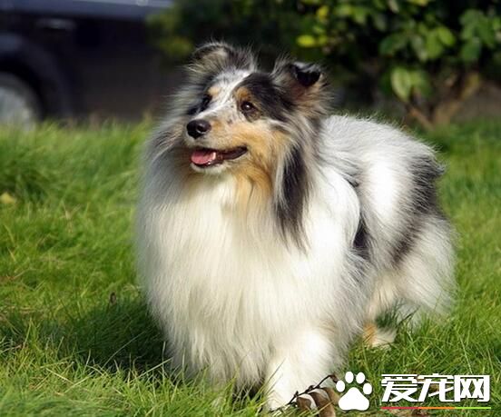 喜樂蒂牧羊犬缺點 不太喜歡改變生活習性