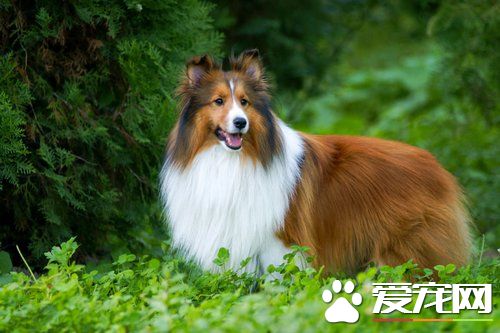 喜樂蒂牧羊犬如何飼養 犬糧的配置特別重要