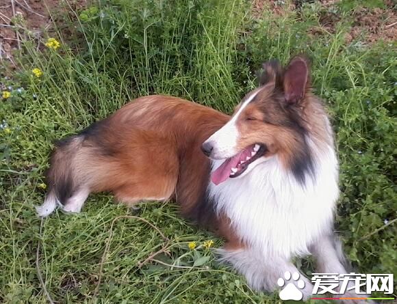 喜樂蒂牧羊犬如何飼養 犬糧的配置特別重要