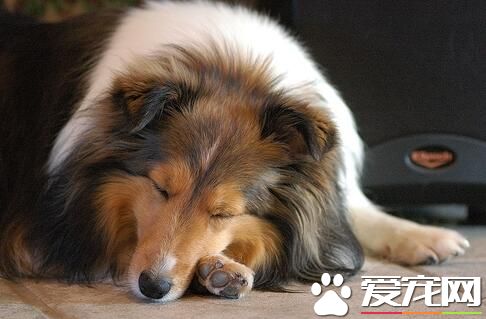 喜樂蒂牧羊犬發情期 正常每年發情2次