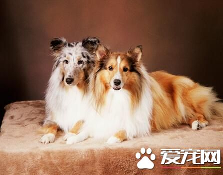 喜樂蒂牧羊犬發情期 正常每年發情2次