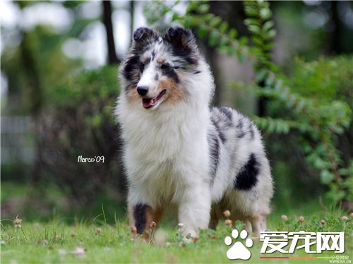 喜樂蒂牧羊犬多久洗澡 通常是3到4周一次