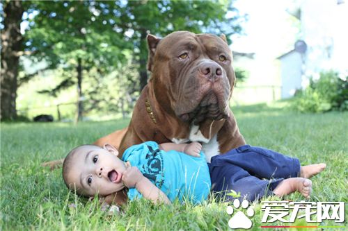 英國斗牛犬對人凶嗎 性格還是相當溫順的