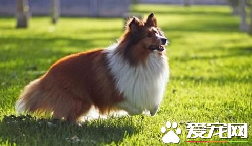 喜樂蒂牧羊犬多久洗澡 通常是3到4周一次