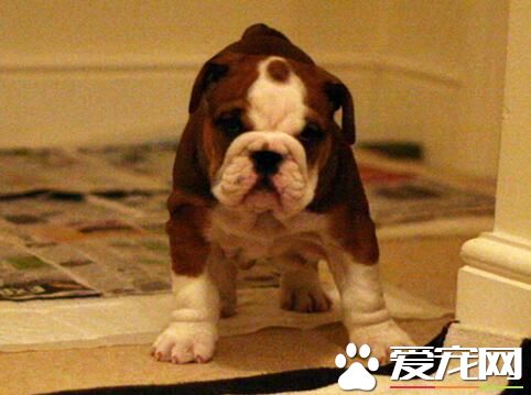 英國斗牛犬對人凶嗎 性格還是相當溫順的