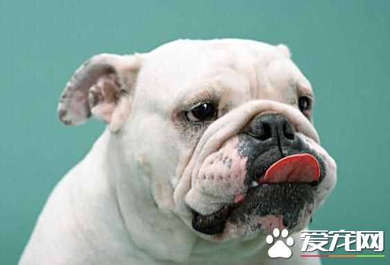 英國斗牛犬對人凶嗎 性格還是相當溫順的