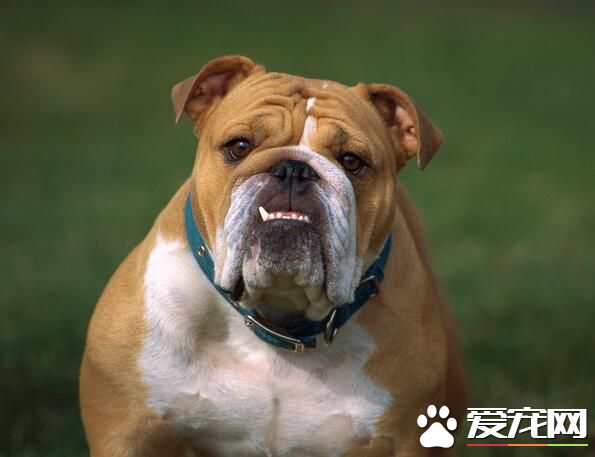 英國斗牛犬的由來 英國斗牛犬產於英國