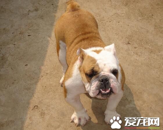 英國斗牛犬的智商 英國斗牛犬的智商排名為77