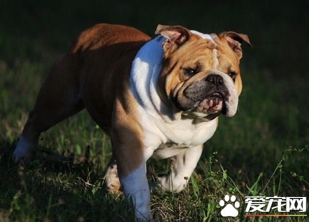 英國斗牛犬的智商 英國斗牛犬的智商排名為77