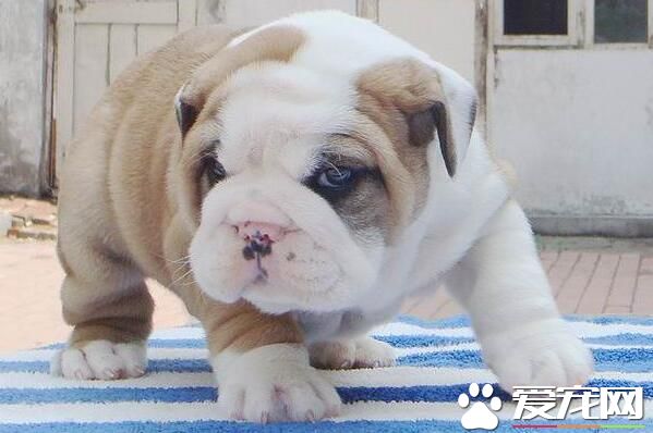 英國斗牛犬的由來 英國斗牛犬產於英國