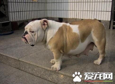 英國斗牛犬的性格 斗牛犬其性情平穩而友善