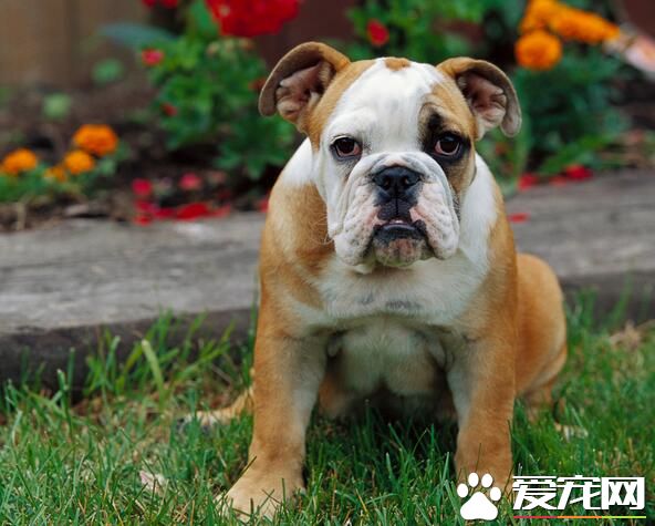 英國斗牛犬和美國斗牛犬的區別 美國斗牛犬強而健美