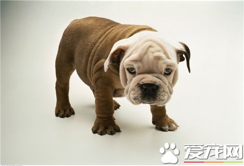 英國斗牛犬好還是法國斗牛犬好 在城市法國斗牛犬好