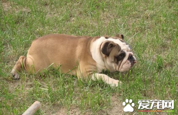 英國斗牛犬好還是法國斗牛犬好 在城市法國斗牛犬好