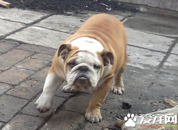 英國斗牛犬好還是法國斗牛犬好 在城市法國斗牛犬好