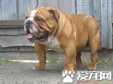 英國斗牛犬分娩 英國斗牛犬分娩過程