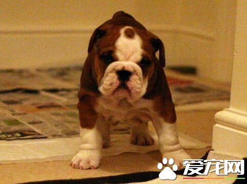 英國斗牛犬分娩 英國斗牛犬分娩過程