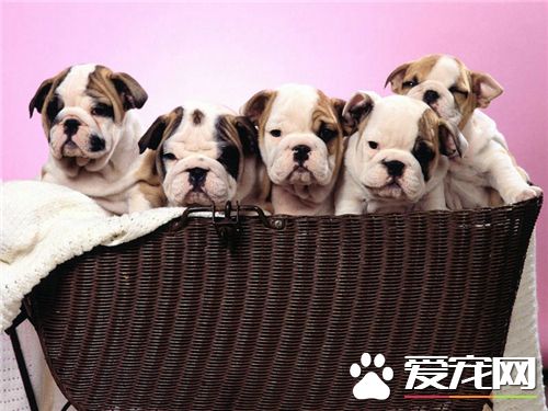 英國斗牛犬分娩 英國斗牛犬分娩過程