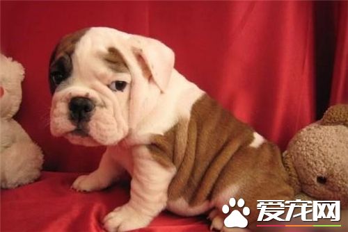 英國斗牛犬能打嗎 斗牛犬其實是很厲害的