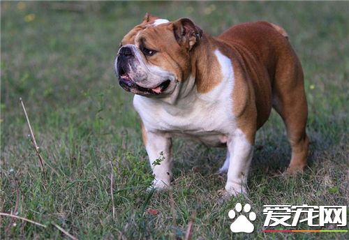 英國斗牛犬能長多大 身高就是在30到36厘米