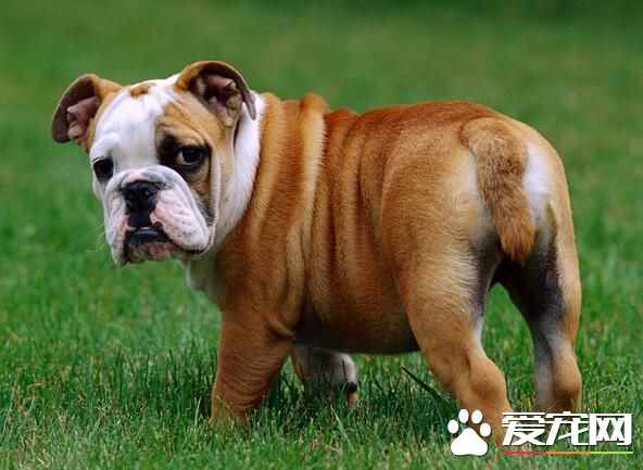 英國斗牛犬能長多大 身高就是在30到36厘米