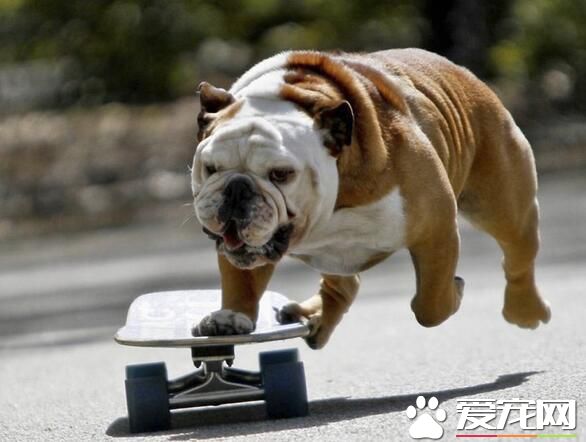 英國斗牛犬能打嗎 斗牛犬其實是很厲害的