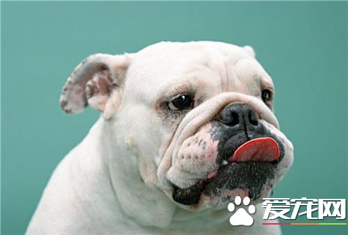 英國斗牛犬耐寒程度 英國斗牛犬的防寒