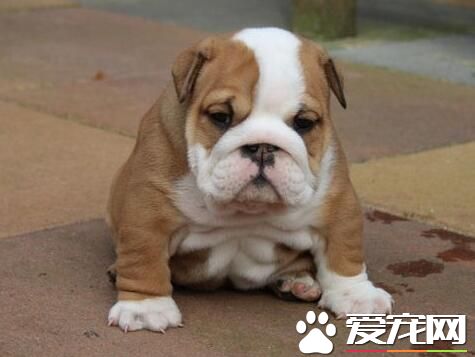 英國斗牛犬耐寒程度 英國斗牛犬的防寒