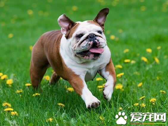 英國斗牛犬耐寒程度 英國斗牛犬的防寒