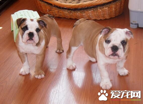英國斗牛犬萌麼 英國斗牛犬的長相外貌
