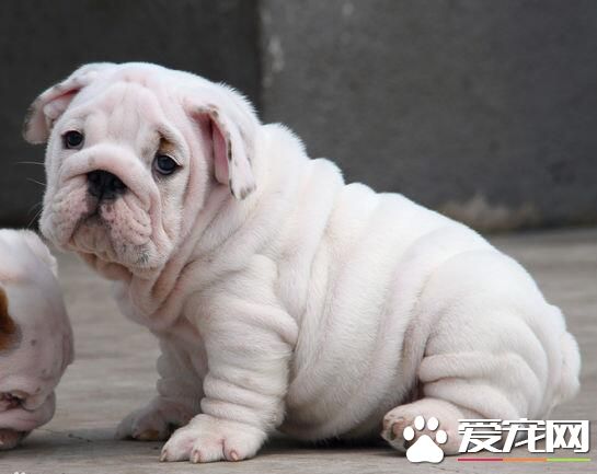英國斗牛犬萌麼 英國斗牛犬的長相外貌