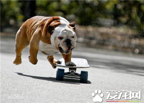 英國斗牛犬萌麼 英國斗牛犬的長相外貌