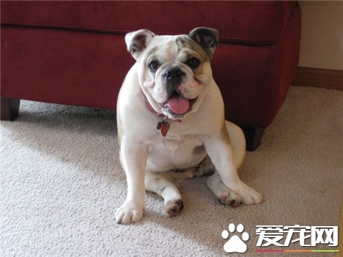 英國斗牛犬介紹 英國斗牛犬的飼養要領