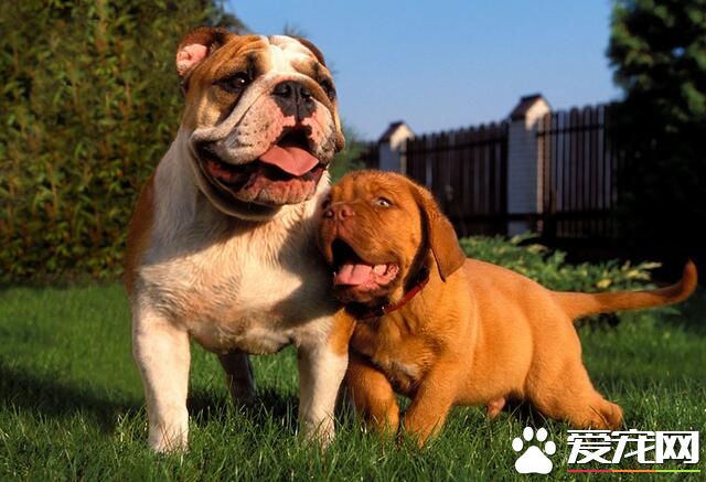 英國斗牛犬介紹 英國斗牛犬的飼養要領
