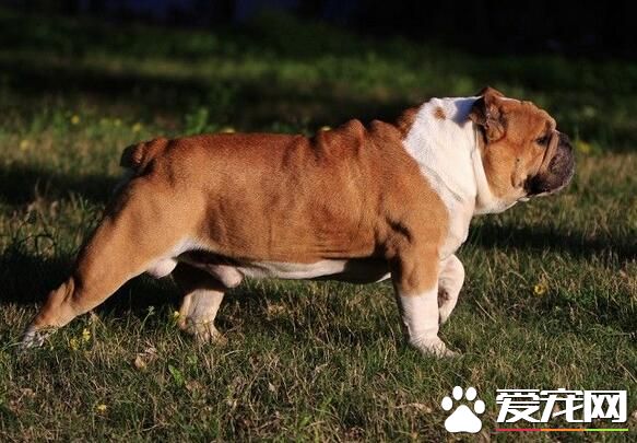 英國斗牛犬交配 英國斗牛犬交配時的注意事項