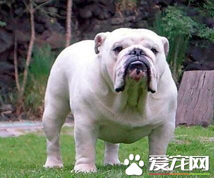 英國斗牛犬肩高標准 英國斗牛犬的體態特征